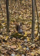 Squirrel in autumn park scene portrait