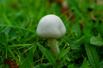 mushroom in the grass