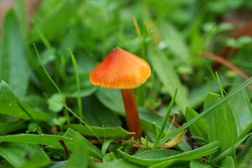 mushroom in the grass
