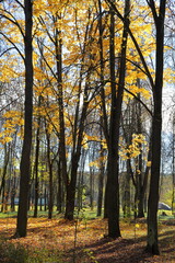 Autumn trees in the city park at Sunny october day