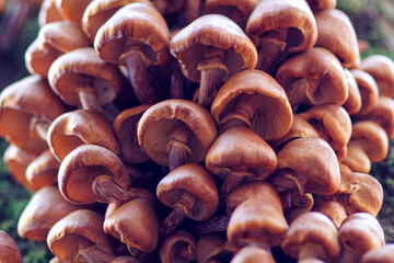 mushrooms in the wood