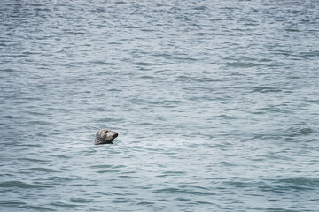 seal with head above the water