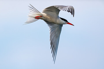 A common tern in the danube delta of romania	