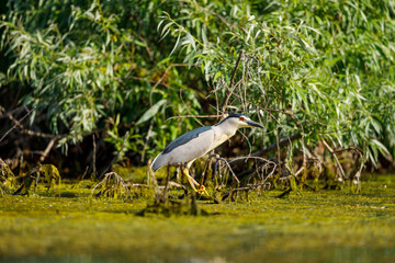 A Night Heron in the wilderness of the Danube Delta in Romania	