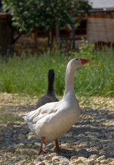 white goose on the beach