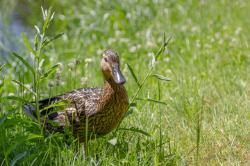 duck on the grass