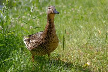 duck on the grass