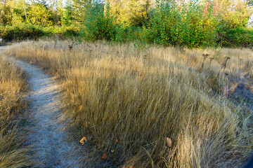 Dry Fall Grass 4