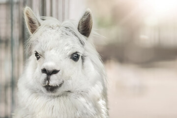 Funny white alpaca llama on beige background with sunlight