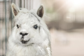 Funny white alpaca llama on beige background with sunlight © _Ligrenok