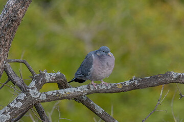 Common Wood Pigeon(Columba palumbus) on tree branch