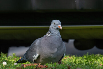 Common Wood Pigeon (Columba palumbus) Wildlife animal