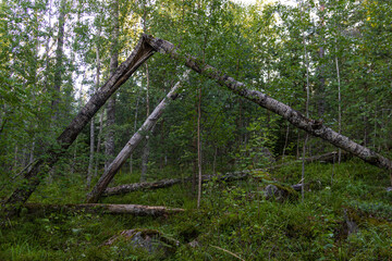 wooden fence