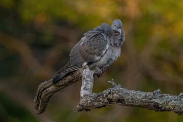 Common Wood Pigeon(Columba palumbus) on tree branch