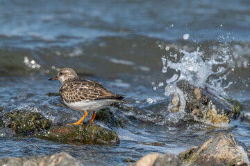 Foraging Ruddy turnstone wading bird (Arenaria interpres) along the shoreline