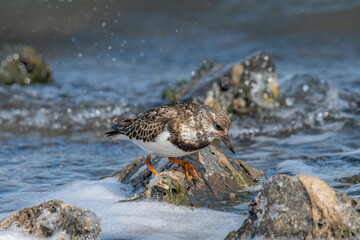 Foraging Ruddy turnstone wading bird (Arenaria interpres) along the shoreline