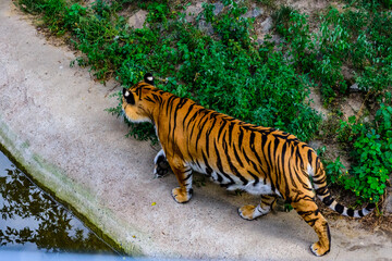 Big striped tiger (Panthera tigris) walking among the green vegetation