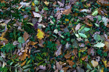 autumn leaves background