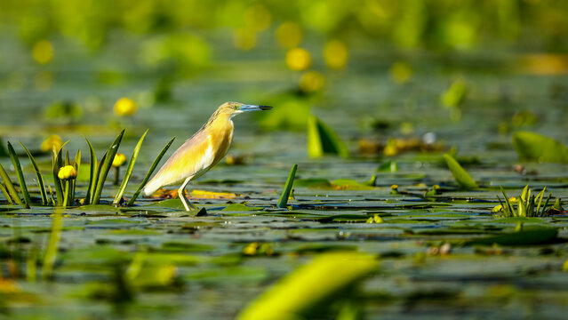 A pond heron in the swamps of the Danube Delta in Romania	