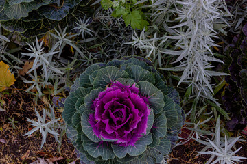 pink and purple flowers
