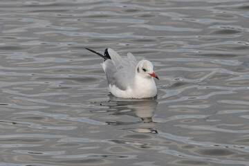 Close up of Black-headed gull (Chroicocephalus ridibundus)