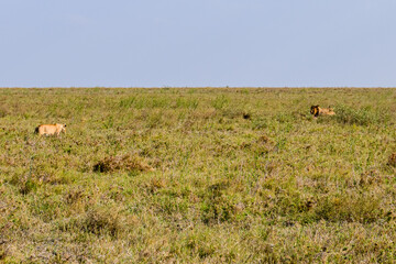 Lions resting in a grass. Serengeti national park, Tanzania