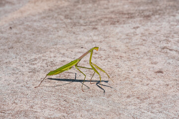 young mantis green grasshopper pest animal on concrete floor. predator insect wildlife with long...