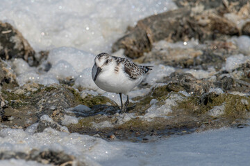 Sanderling (Calidris alba) feeding along the tideline on the coast