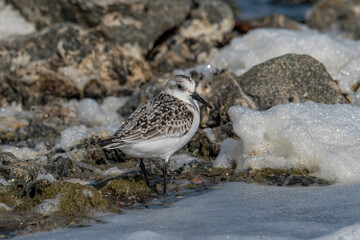 Sanderling (Calidris alba) feeding along the tideline on the coast