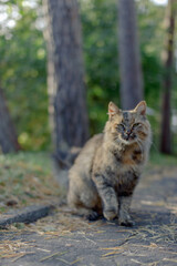 Naklejka na ściany i meble cat in the forest