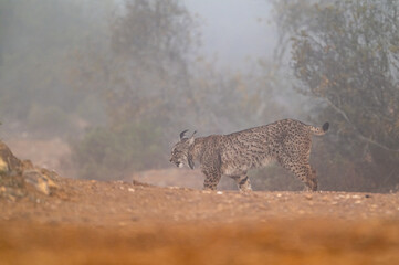 Very rare, Endangered, Iberian lynx, LInce iberico, Lynx pardinus, wild cat endemic to Iberian...