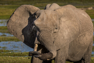 Lazy elephant, resting her trunk on her tusks, Amboseli National Park, Kenya