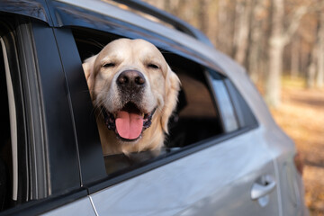 A dog looks out the car window on a sunny fall day. A golden retriever travels by car on a cool...