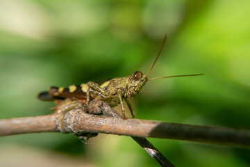 grasshopper perch on branch