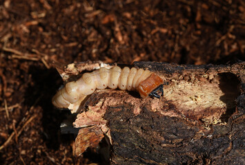 longhorn beetle larva on the branch of a mango tree . 
