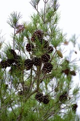 Pine tree full of pine cones in the middle of nature.