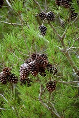 Pine tree full of pine cones in the middle of nature.