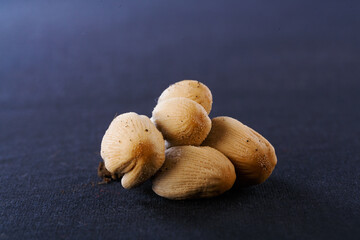 A variety of mushrooms in a petri dish, for research and experiments.