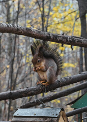 Naklejka na ściany i meble Squirrel in autumn park scene portrait