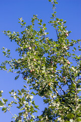 Apfelbaum an einem sonnigen Tag