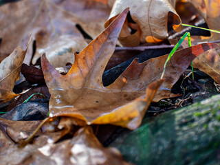 The tiny pond. Sunrise, and the morning moisture condenses and forms a fleeting pool on the fallen leaves. Fall and winter details.