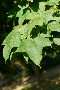 Blätter des in Europa seltenen Liquidambar acalycina, chinesischer Amberbaum in einem Park in Mulhouse in Frankreich 