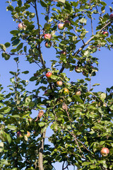 Apfelbaum an einem sonnigen Tag