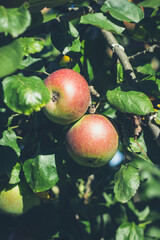 Zwei &Auml;pfel an einem Ast