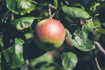Nahaufnahme von einem Apfel an einem Ast