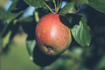 Nahaufnahme von einem Apfel an einem Ast