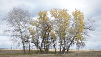 Landscape of yellow trees