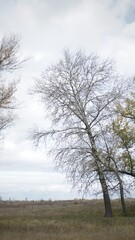 Obraz na płótnie Canvas A tall bare tree in the middle of a field