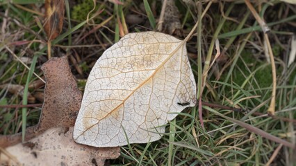 white veiny leaf