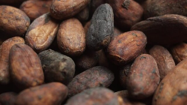 Cocoa beans. Macro, cocoa beans coming in slow motion the camera.